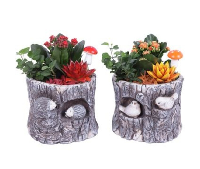 COMPO 3 PLANTES P CERAM
