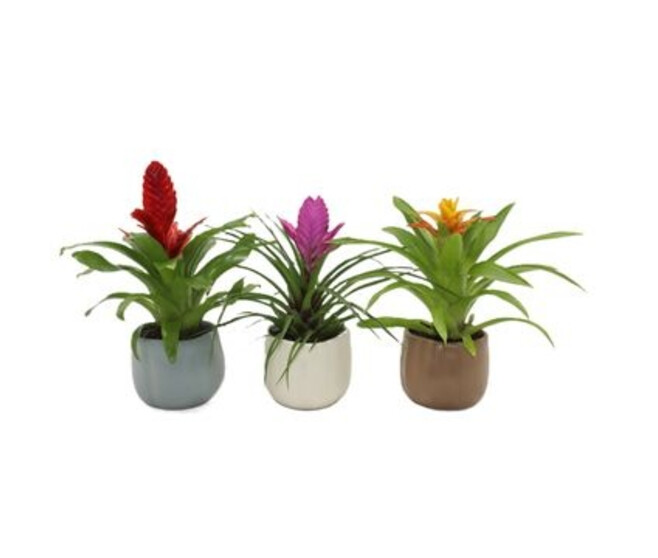 BROMELIACEE CERAM