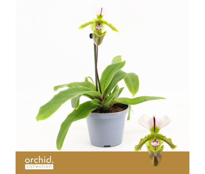 PAPHIOPEDILUM 1BR