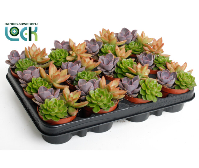 SUCCULENTE X3 VARIEE
