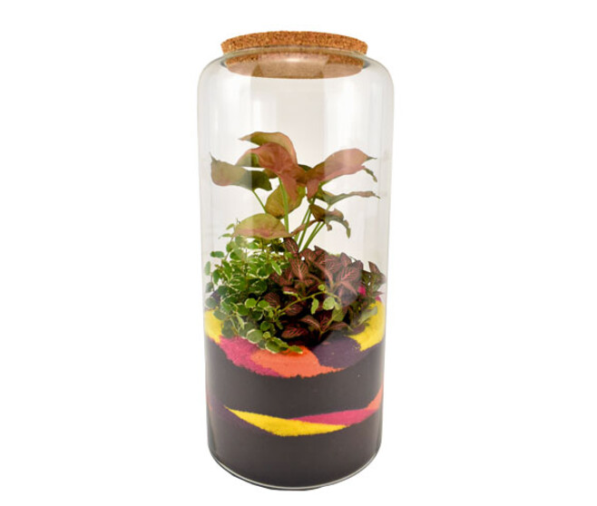 TERRARIUM ALMAS 20