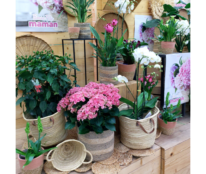 HORTENSIA 7/8FL