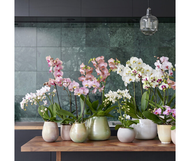 PHALAENOPSIS 2BR BLANC THEATRO