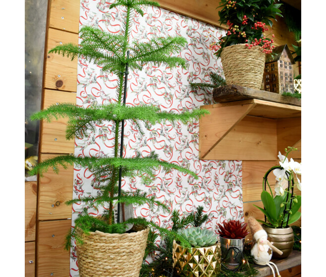 ARAUCARIA HETEROPHYLLA