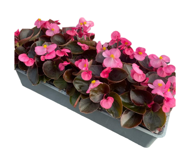 BEGONIA MASSIF BQ10