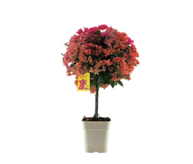 BOUGAINVILLIER 3COULEURS TRESSE