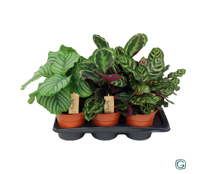 CALATHEA VARIES