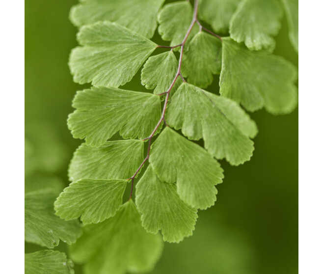 ADIANTUM FRAGRANS