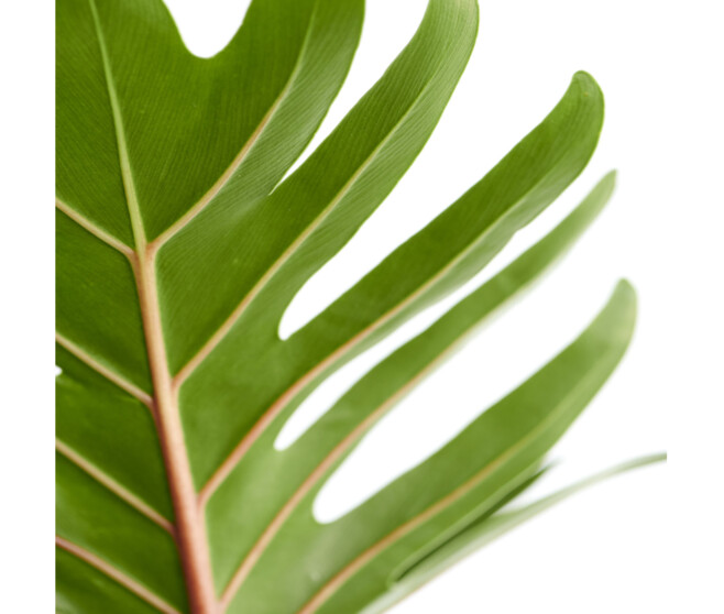 PHILODENDRON