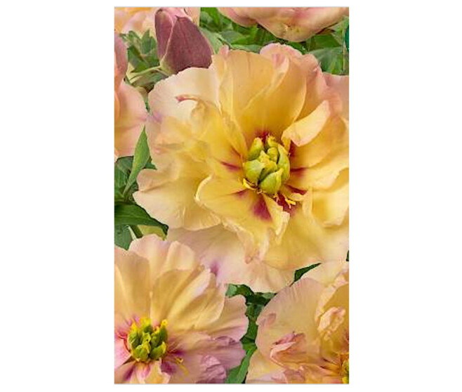 PAEONIA ITOH CANARY BRILLANT