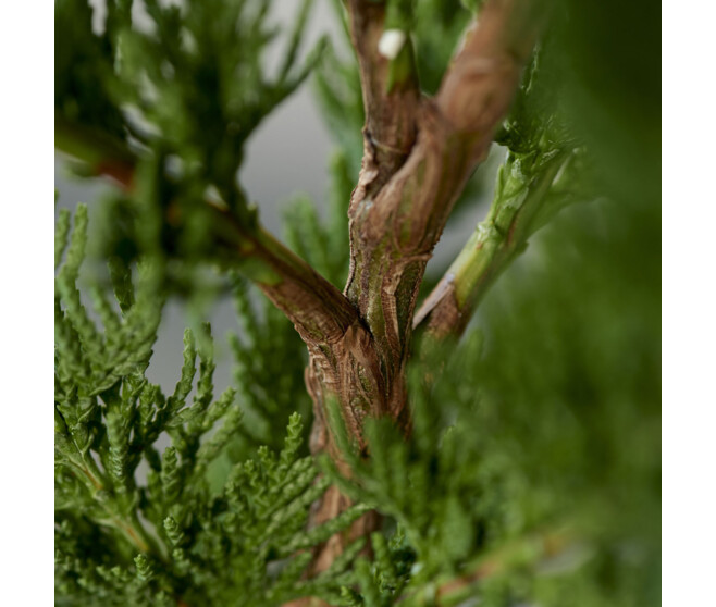 CHAMAECYPARIS LAWSONIANA