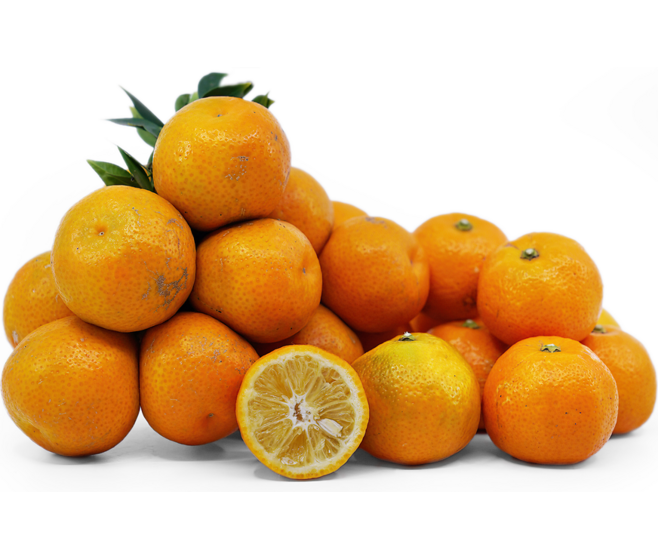 CHINOTTO 1/2TIGE