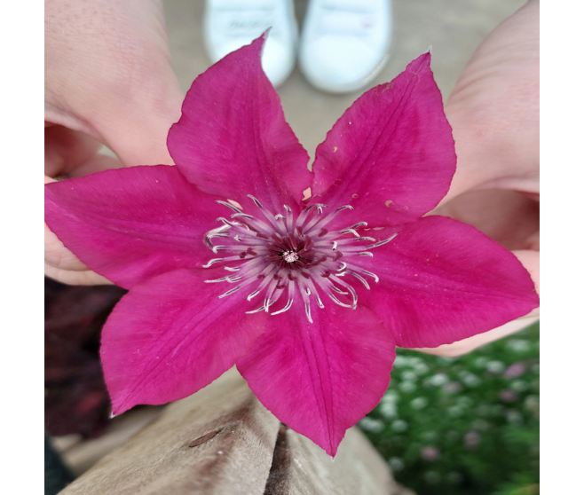 CLEMATITE GARLAND BLANCHE ARCEAU