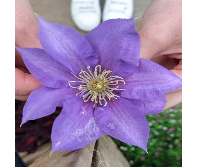 CLEMATITE GARLAND BLANCHE ARCEAU