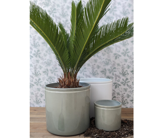 CYCAS REVOLUTA