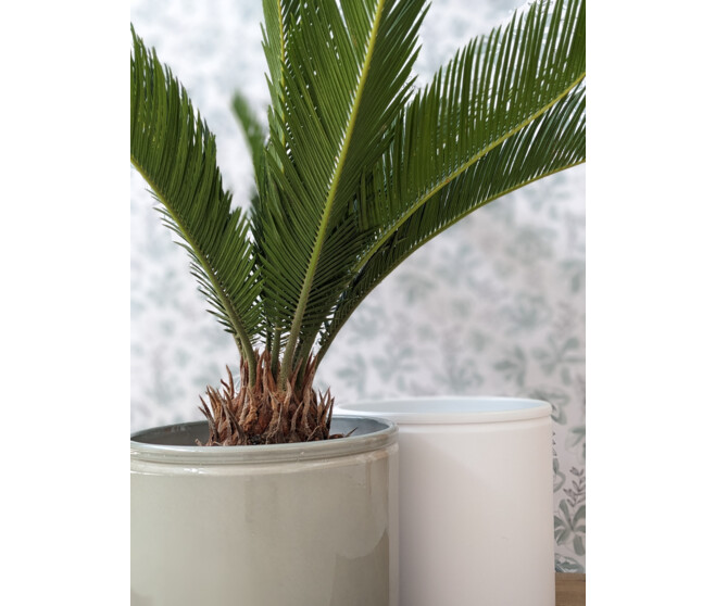 CYCAS REVOLUTA