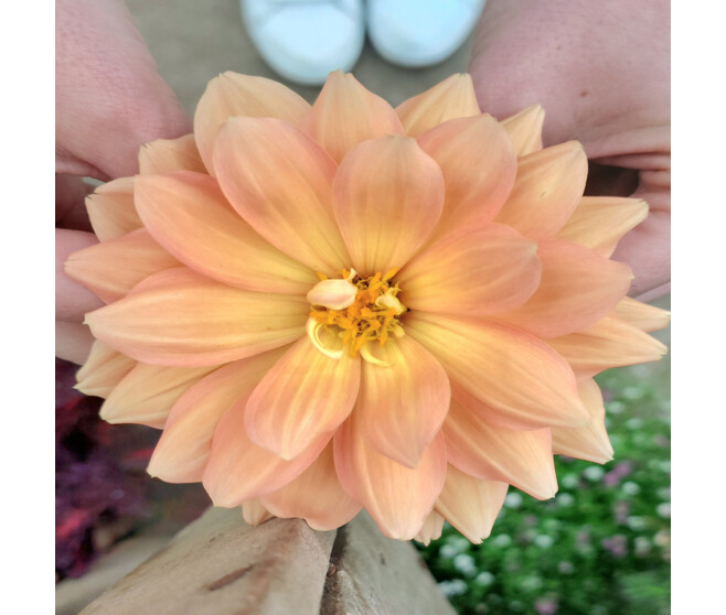 DAHLIA VARIE P COLORE