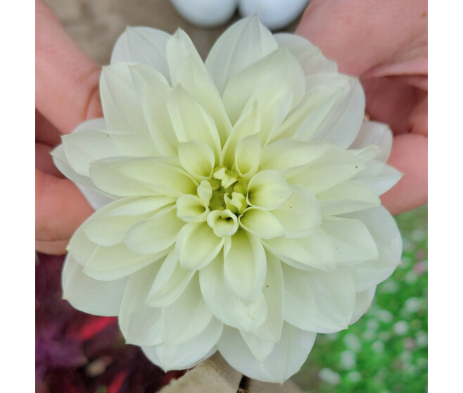 DAHLIA VARIE P COLORE