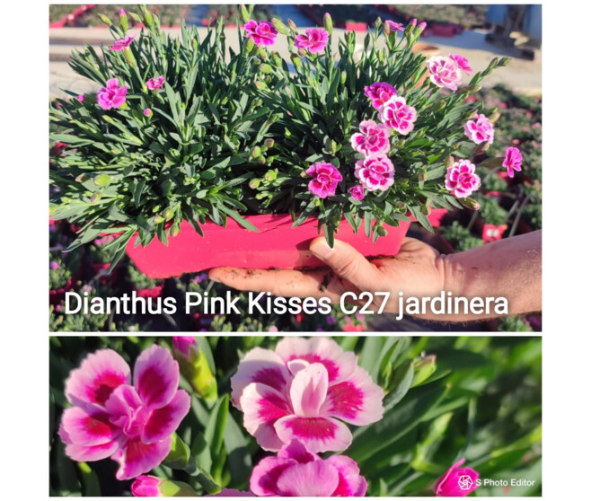OEILLET PINK KISSES JARD
