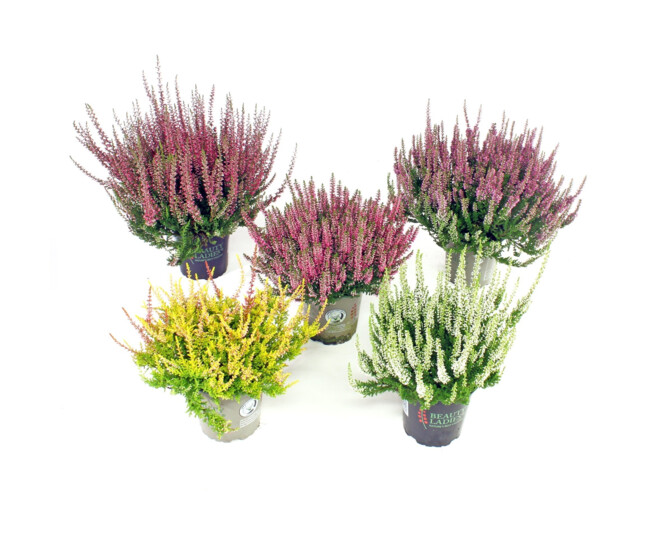 ERICA CALLUNA BEAUTY LADY
