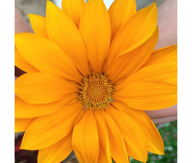 GAZANIA