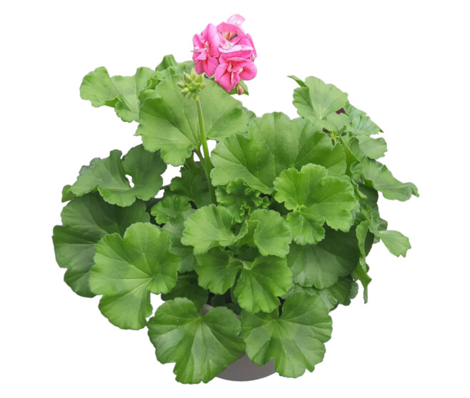 GERANIUM ZONAL
