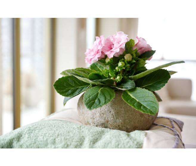GLOXINIA SONATA ROUGE