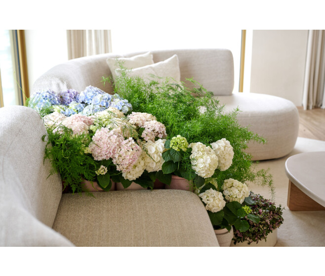 HORTENSIA 7/8FL VARIE