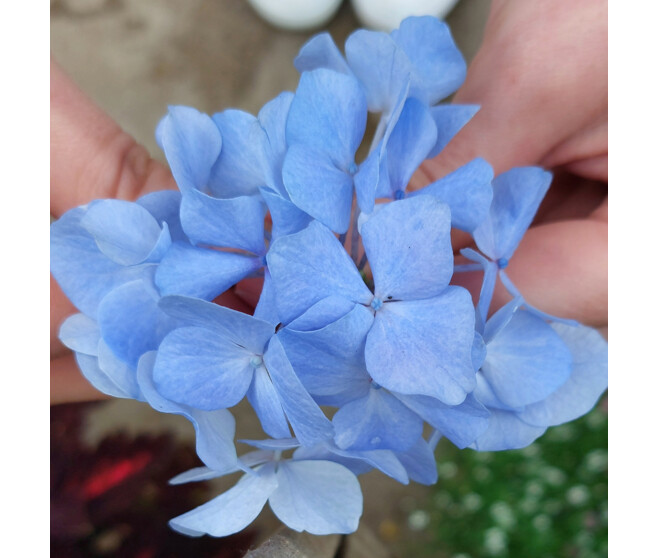 HORTENSIA 5/7FL VARIE