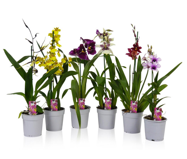 ORCHIDEE 1BR VARIE