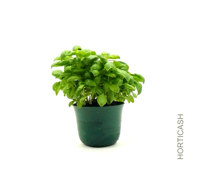 BASILIC FIN VERT