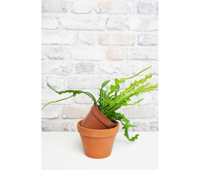 EPIPHYLLUM ANGULIGER