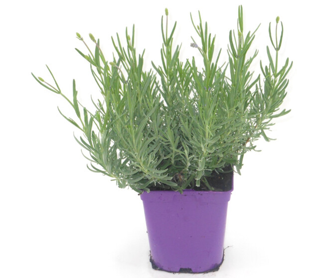 LAVANDE OFFICINALE