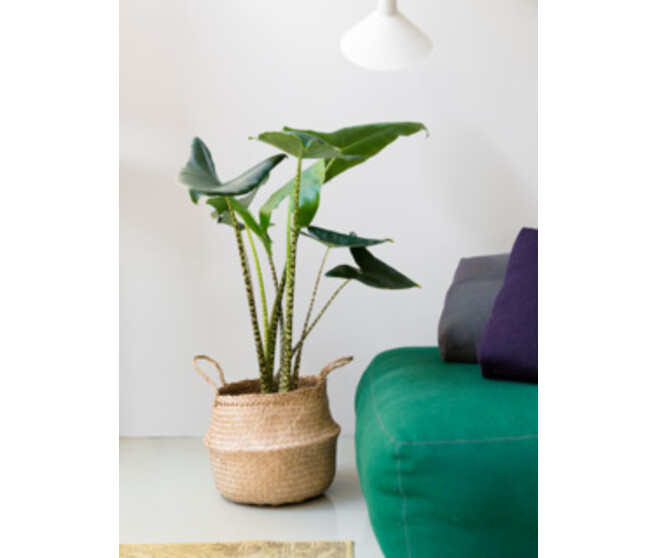 ALOCASIA ZEBRINA