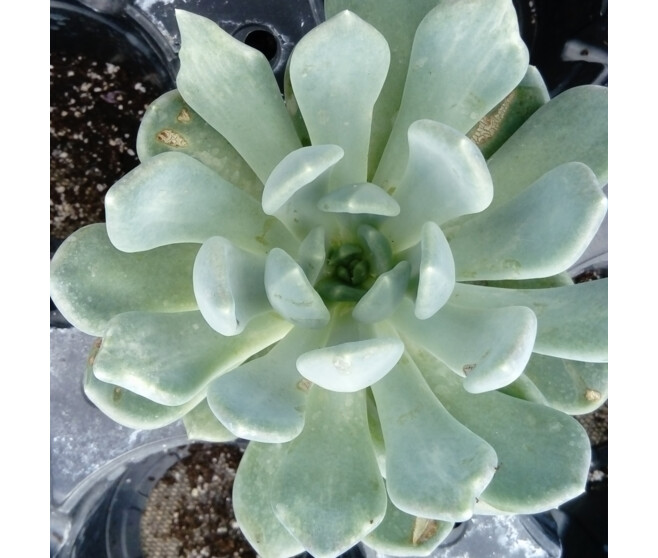 PACHYVERIA OPALINA