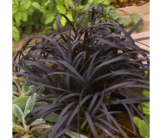 OPHIOPOGON PLANISCAPUS