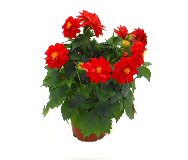 DAHLIA