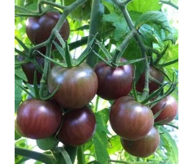 TOMATE GREFFEE BLACH CHERRY
