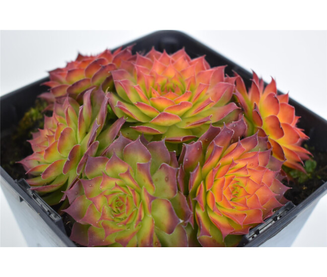 SEMPERVIVUM CHICK CHARMS GOLD NUGGET