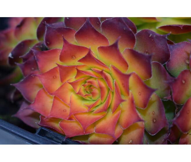 SEMPERVIVUM CHICK CHARMS GOLD NUGGET