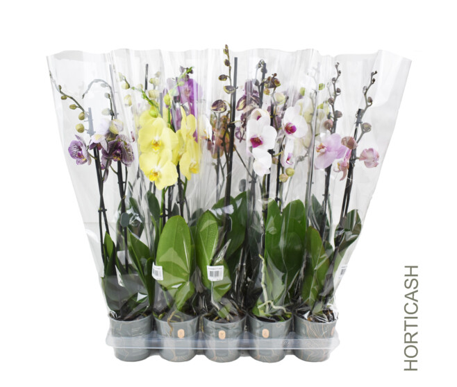 PHALAENOPSIS 2BR EXTRA 16FL+