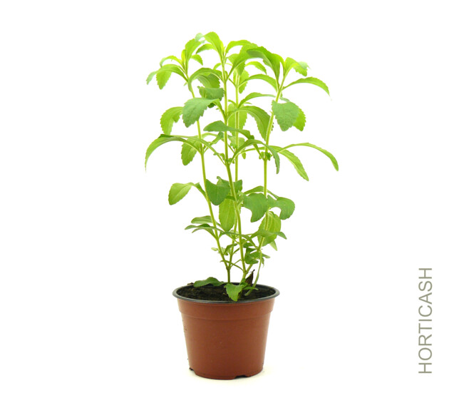 STEVIA
