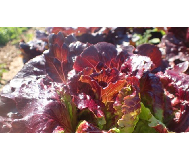 BATAVIA ROUGE FLORINRED BQ24