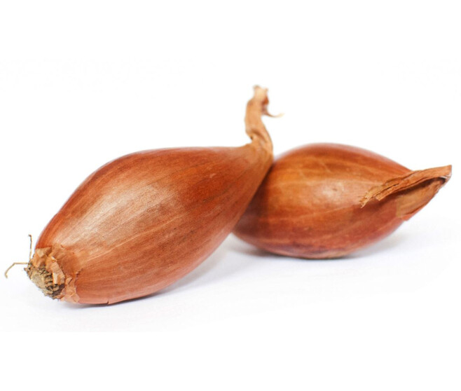 ECHALOTE FABROSE BQ30