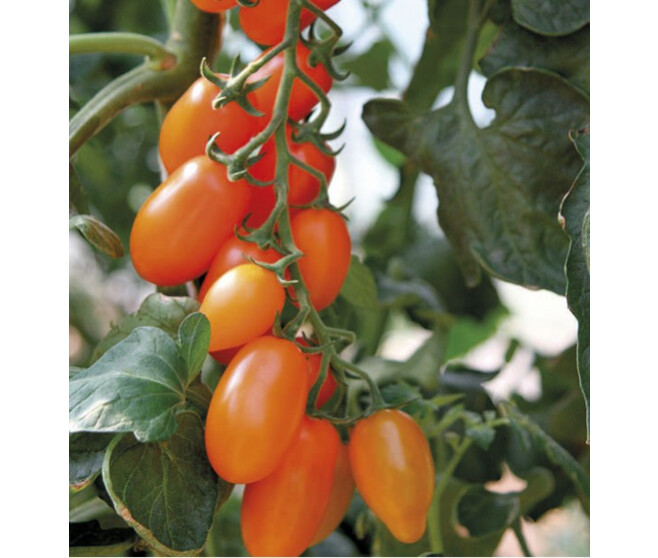 TOMATE ORANGE FIZZ