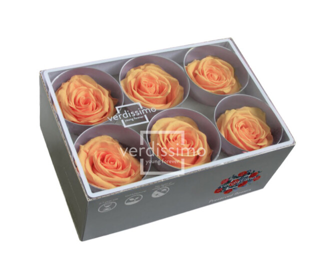 ROSES STABILISEES PECHE x6