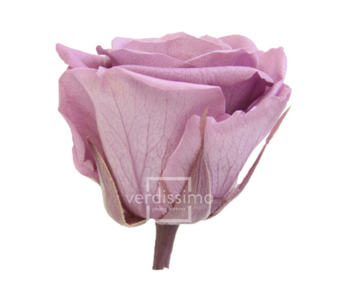 ROSES STABILISEES LILAS CLAIR x6