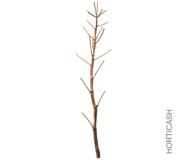 FEROLA 180CM A/BRANCHE NAT MARRON