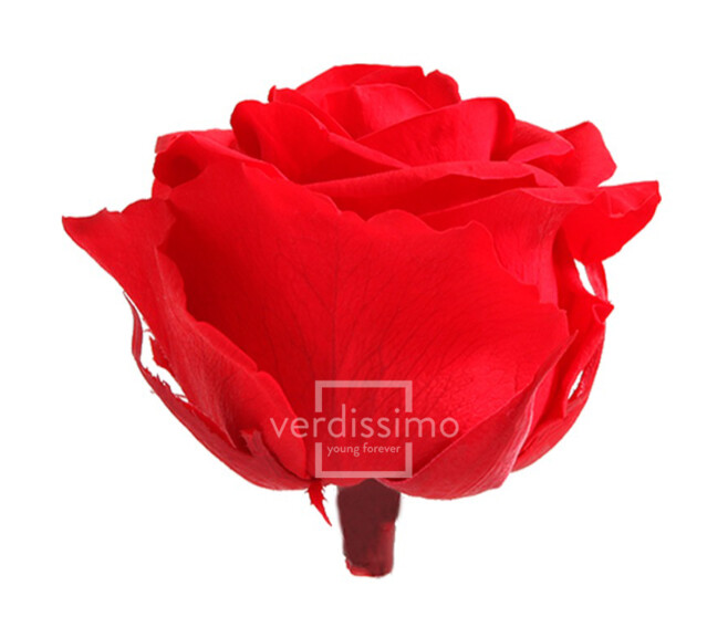 ROSES STABILISEES PREMIUM ROUGE x4