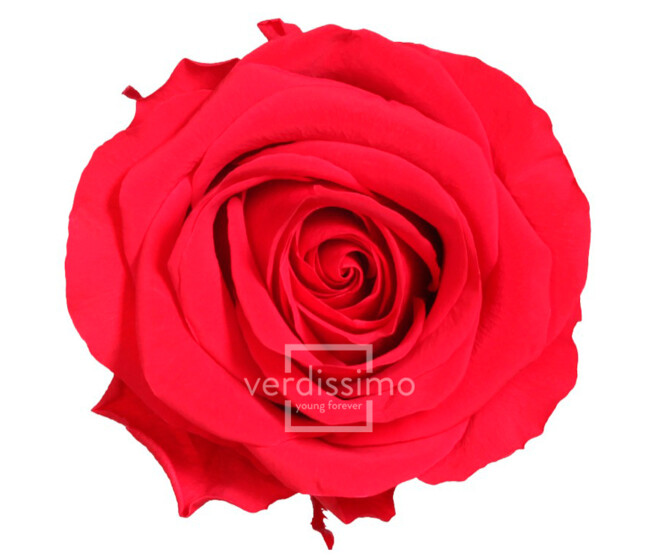 ROSES STABILISEES PREMIUM ROUGE x4